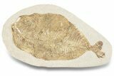Lower Turonian Fossil Fish - Goulmima, Morocco #255484-1